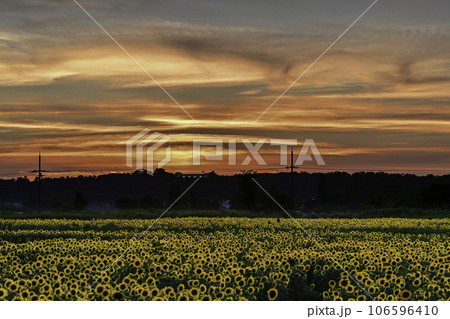 満開のひまわり村の夕景 106596410