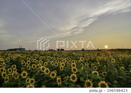 満開のひまわり村の夕景 106596423