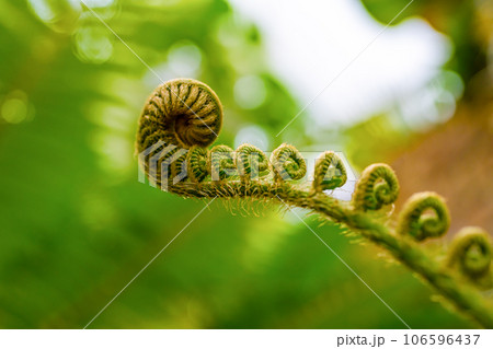 熱帯地方の植物 106596437
