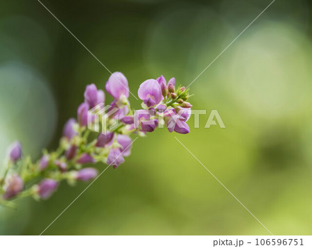 初秋の日本の森に咲くフジカンゾウ 106596751