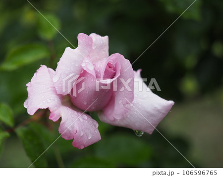 雨に濡れたバラ　エモーションブルー① 106596765