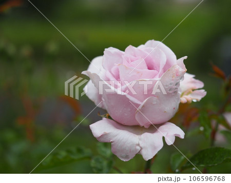 雨に濡れたバラ エモーションブルー③ 雨に濡れたバラ エモーションブルー③ 106596768