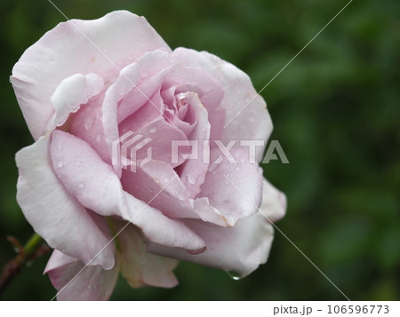 雨に濡れたバラ エモーションブルー⑤ 雨に濡れたバラ エモーションブルー⑤ 106596773
