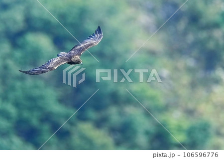 グリーンバックの眼下を悠然と飛ぶイヌワシ成鳥 106596776