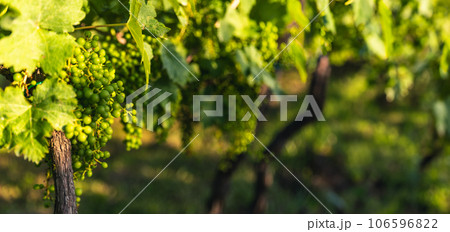 green grapes hanging on the branch green grapes hanging on the branch 106596822