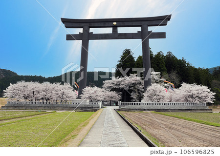 桜と熊野大鳥居 桜と熊野大鳥居 106596825