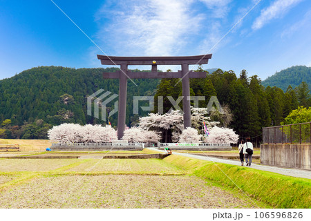 桜咲く熊野大鳥居 106596826
