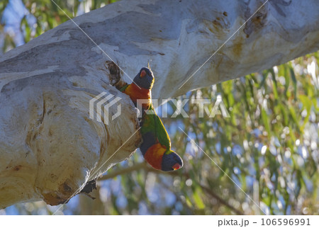 Rainbow Lorikeets lookout from a tree hollow at Oakey, Queensland, Australia.  106596991