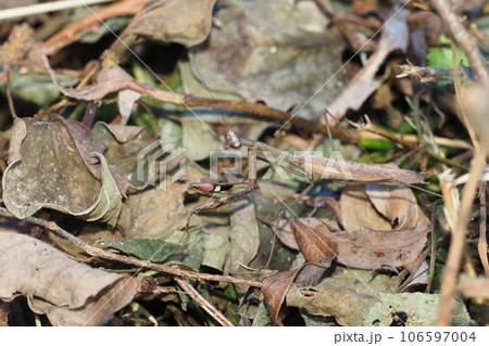 コカマキリ 106597004