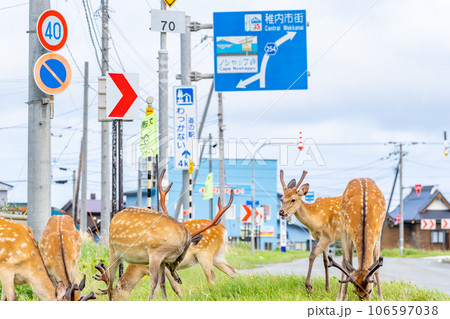 野生の鹿　北海道　稚内市　ノシャップ岬　幹線道路 106597038