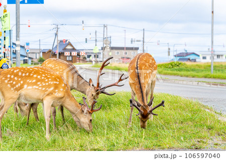 野生の鹿 北海道 稚内市 ノシャップ岬 幹線道路 野生の鹿 北海道 稚内市 ノシャップ岬 幹線道路 106597040