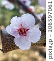 flowers of cherry 106597061