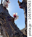 pink flower on tree branch 106597063