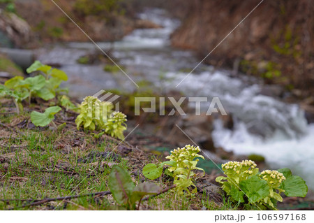 渓流沿いに咲くふきのとう 106597168
