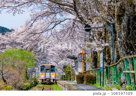 因美線 三浦駅の桜のトンネル 因美線 三浦駅の桜のトンネル 106597389