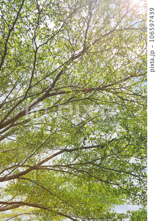 Landscape the big tree Landscape the big tree 106597439