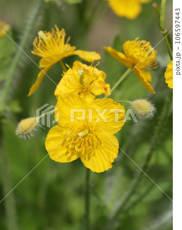 クサノオウの花 106597443