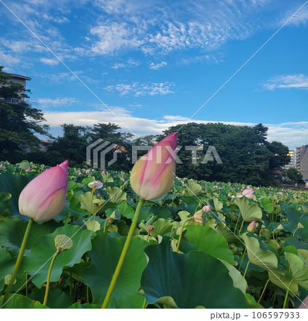 佐竹城跡公園お堀にて遅れ咲き水連 106597933