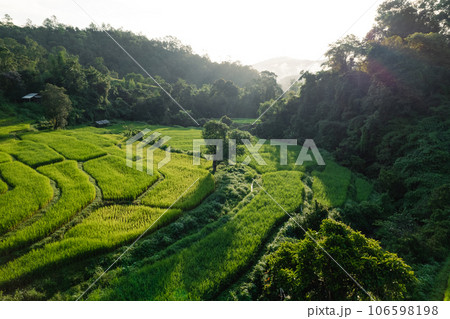 Rice terraces in the forest at a rural village Rice terraces in the forest at a rural village 106598198
