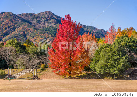 紅葉イメージ【三重県民の森・赤いクリスマスツリー】 紅葉イメージ【三重県民の森・赤いクリスマスツリー】 106598248
