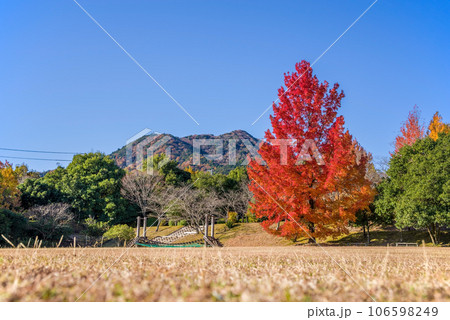 紅葉イメージ【三重県民の森・赤いクリスマスツリー】 106598249