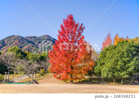 紅葉イメージ【三重県民の森・赤いクリスマスツリー】 紅葉イメージ【三重県民の森・赤いクリスマスツリー】 106598251