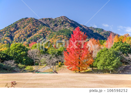 紅葉イメージ【三重県民の森・赤いクリスマスツリー】 紅葉イメージ【三重県民の森・赤いクリスマスツリー】 106598252