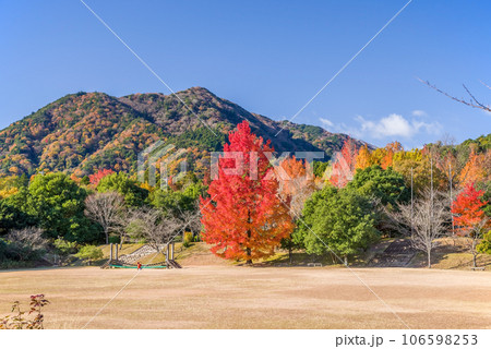 紅葉イメージ【三重県民の森・赤いクリスマスツリー】 紅葉イメージ【三重県民の森・赤いクリスマスツリー】 106598253