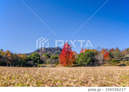紅葉イメージ【三重県民の森・赤いクリスマスツリー】 106598257