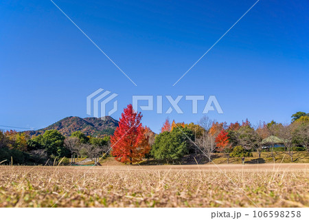紅葉イメージ【三重県民の森・赤いクリスマスツリー】 紅葉イメージ【三重県民の森・赤いクリスマスツリー】 106598258