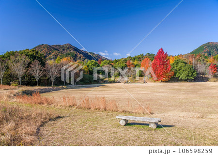 紅葉イメージ【三重県民の森・赤いクリスマスツリー】 106598259