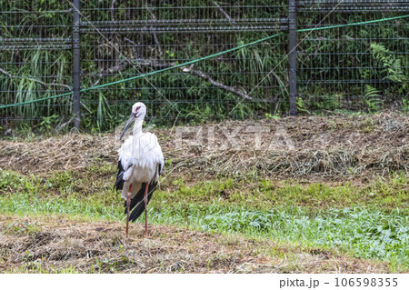 コウノトリの郷公園のコウノトリ コウノトリの郷公園のコウノトリ 106598355