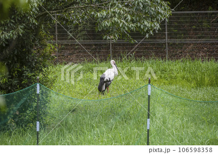 コウノトリの郷公園のコウノトリ 106598358