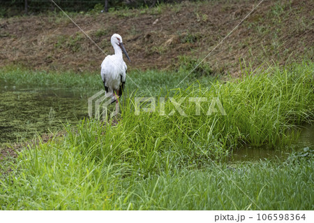 コウノトリの郷公園のコウノトリ 106598364