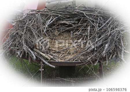 コウノトリの巣 106598376