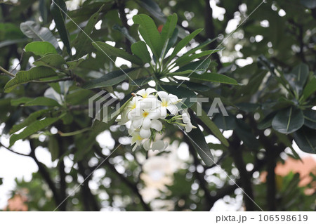 ベトナム　ホーチミン　プルメリア 106598619