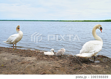 ウトナイ湖に生息する白鳥の親子 106598889