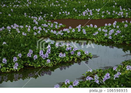 ホテイアオイの花畑 106598935