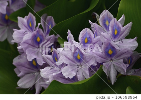 ホテイアオイの花 106598964