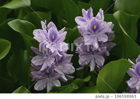 ホテイアオイの花 106598965