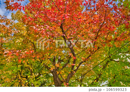 カラフルな紅葉のもみじ カラフルな紅葉のもみじ 106599323
