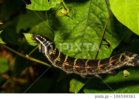 葉をモリモリと食べる蛾の幼虫 106599361