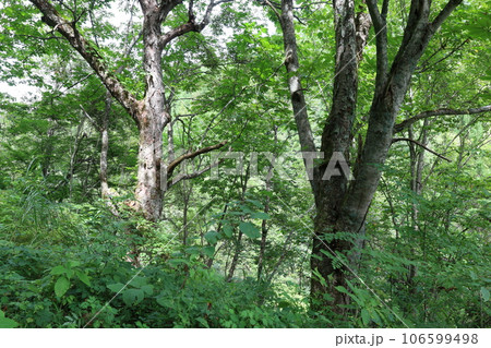 深い森の中に立つ2本のトチの木 106599498