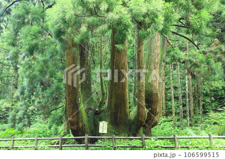 隠岐の島 中村のかぶら杉 隠岐の島 中村のかぶら杉 106599515