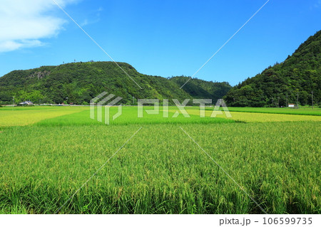 隠岐の島　夏の緑溢れる里山風景 106599735
