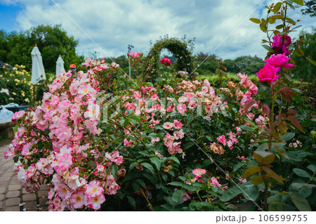 ピンク色に咲く公園のバラ 106599755