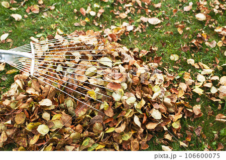 metal rake on a pile of autumn leaves in the garden 106600075