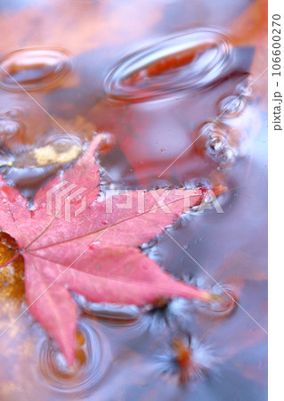 楓 水面の紅葉 楓 水面の紅葉 106600270