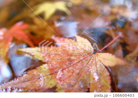 楓 水面の紅葉 楓 水面の紅葉 106600403