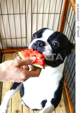 大好きなスイカに大喜びの可愛いボストンテリアのマイティ君♡ 大好きなスイカに大喜びの可愛いボストンテリアのマイティ君♡ 106600430